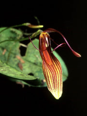 Restperia Wageneri
