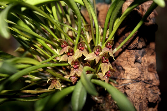 Dryadella Simula Species From Peru