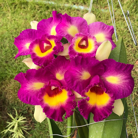 Rlc. Thaksina Candy (Fragrant) (In flower bud now)