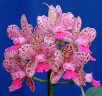 Lc. Jungle Queen X C. Caudebec (Fragrant)