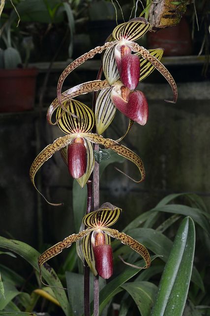 Paphiopedilum Hung Sheng Eagle (rothschildianum x Paph. gigantifolium )