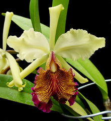 Cattleya dowiana v. aurea (3N) - Rare Fragrant Species