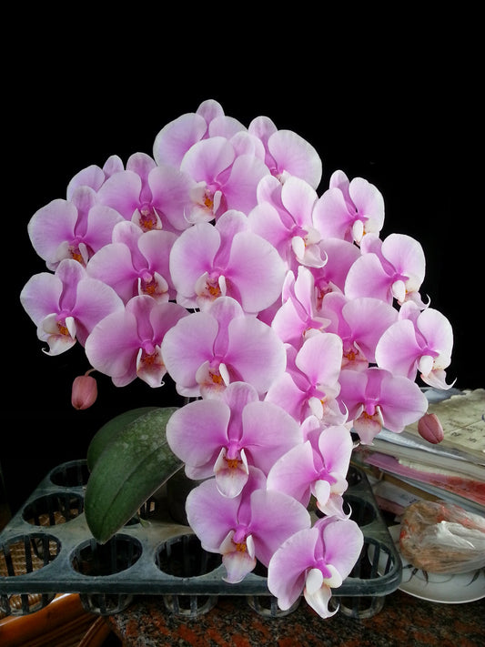 Phalaenopsis Allura 'Lady Margaret II' - Mottled leaved like Phal. Schilleriana