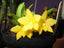 Sophronitis cernua f. aurea "Yellow" x sib (RARE SPECIES FLASK)