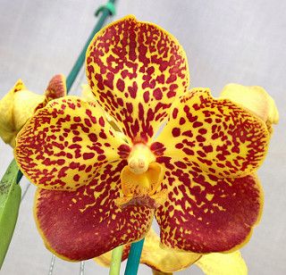(In Flower Now) Vanda Varut Leopard x Suksamran Spot