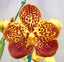 Vanda Varut Leopard x Suksamran Spot