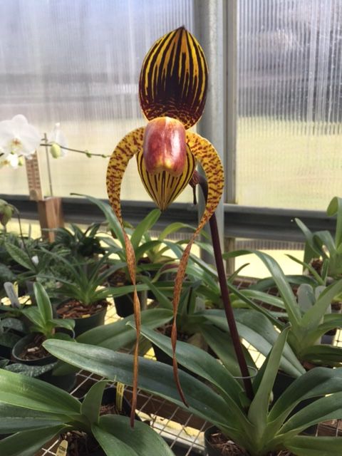 Paph. Yang-Ji Diamond Pentarch x Rothschildianum (Humongous)