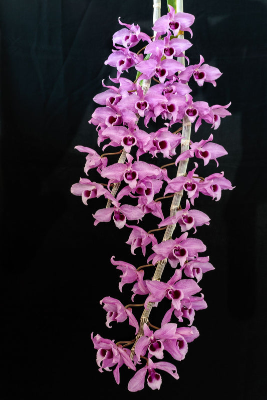 Dendrobium Anosmum Pink Form