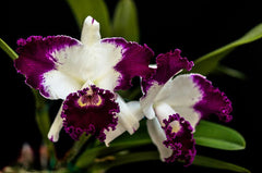 Blc. White Spark 'Panda