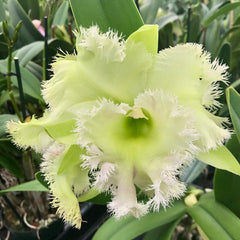Pack of 14 Beautiful Cattleya Hybrids with FREE SHIPPING!