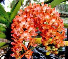FLOWERING/ IN SPIKE RHYNCHOSTYLIS (FOXTAIL ORCHIDS)