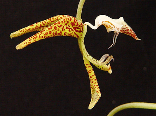 Gongora gratulabunda (syn. flaveola)