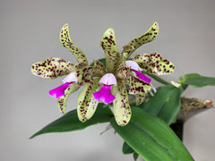 Blc. Hawaiian Passion x Catt. Guttata var. leopoldi x Catt. Tigrina Alba