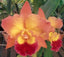 Rhyncholaeliocattleya Exotic Dream ( Fragrant )