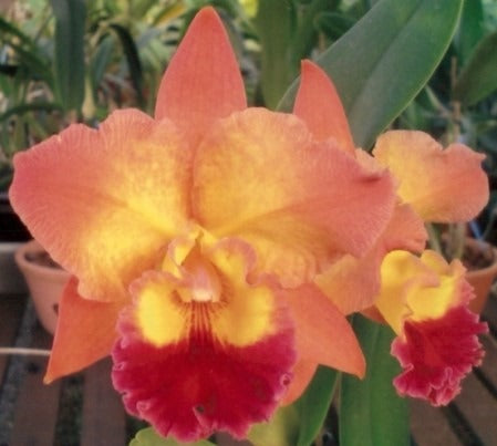 Rhyncholaeliocattleya Exotic Dream ( Fragrant )