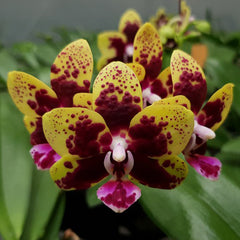 TOP - Phalaenopsis Allura Sphynx (Fragrant - Mericlone)