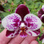 TOP - Phalaenopsis Allura 'Medina' (Splash Waxy Novelty)
