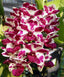 Rhynchostylis Gigantea Cartoon (Fragrant)