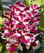 FLOWERING/ IN SPIKE RHYNCHOSTYLIS (FOXTAIL ORCHIDS)