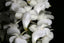 Aerides Magnifica fma alba