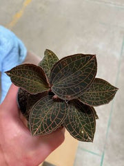 Ludochilus Dominyi x Anoectochilus roxburghii (FLASK/TISSUE CULTURE)