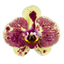 Phalaenopsis Exotic Punch (Healthy in 50mm pot)
