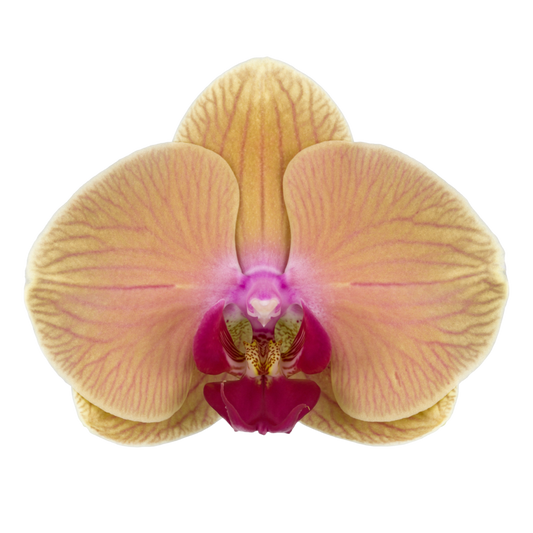 Phalaenopsis Carribean Dream (Healthy in 50mm pot)