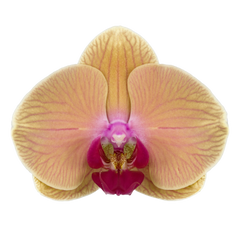 Phalaenopsis Carribean Dream (Healthy in 50mm pot)