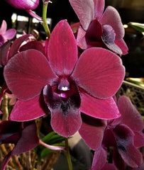 Dendrobium Mangosteen