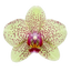 Phalaenopsis Florida Sun (Healthy in 50mm pot)