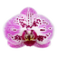 Phalaenopsis Strawberry Fields (Healthy in 50mm pot)