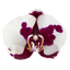 Phalaenopsis Black Magic (Healthy in 50mm pot)