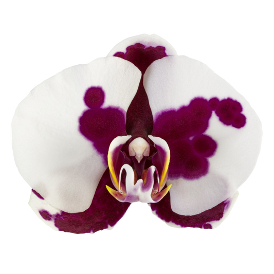 Phalaenopsis Black Magic (Healthy in 50mm pot)