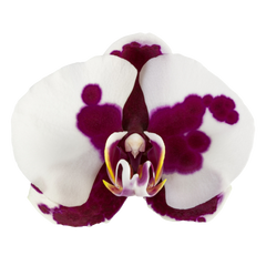 Phalaenopsis Black Magic (Healthy in 50mm pot)