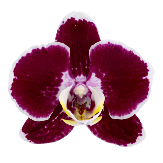 Phalaenopsis Corazion - 50mm