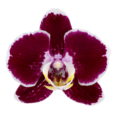 Phalaenopsis Corazion - 50mm