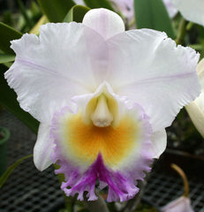 Blc.California Girl 'Orchilabrary'