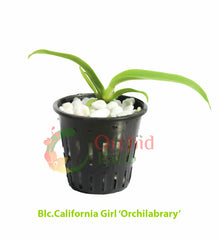 Blc.California Girl 'Orchilabrary'