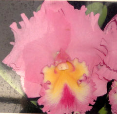 Crown Princess Masako