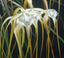 TOP - Brassavola cucullata
