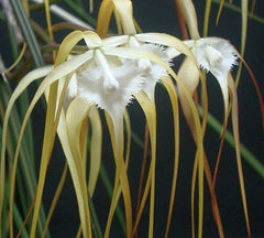TOP - Brassavola cucullata