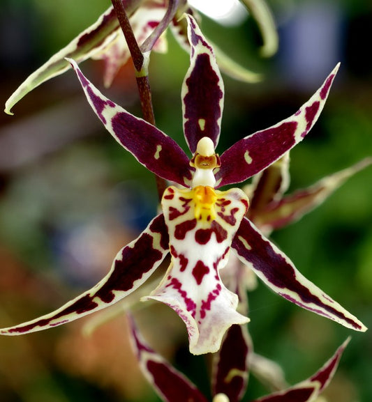 Brassidium Golden Gamine ‘White Knight’