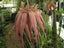 (IN FLOWER SPIKE) Bulbophyllum Elizabeth Ann 'Buckleberry