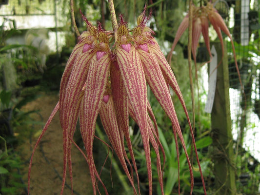 (IN FLOWER SPIKE) Bulbophyllum Elizabeth Ann 'Buckleberry