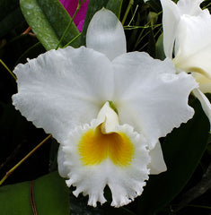 C. Sierra Blanca 'Mt. Whitey' AM/AOS.