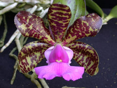 Cattleya Schilleriana 'Afri' x Cattleya. Aclandiae 'Kathleen III' AM