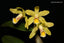 TOP - Cattleya luteola 'Quintal' 4N (Miniature Species)