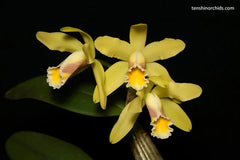 Cattleya rex (Moyobamba) x Cattleya luteola (Quintal)
