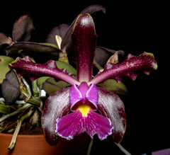 Cattleya Schilleriana 'Afri' x Cattleya. Aclandiae 'Kathleen III' AM