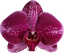 Phalaenopsis Orchion (Healthy in 50mm pot)